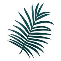 A palm leaf on a white background vector