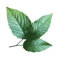 A green leaf with leaves on it vector