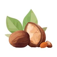 Nut and nut shell with leaves illustration vector
