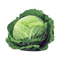 A cabbage is shown on a white background vector