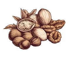 Nuts and nuts on a white background vector