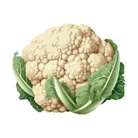Cauliflower on white background vector