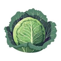 Cabbage, green vegetable, illustration isolated on white background vector