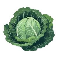 A cabbage is shown on a white background vector