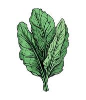 A drawing of a leaf of spinach vector