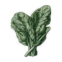 Spinach leaf illustration isolated on white background vector