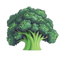 Broccoli illustration isolated on white background vector