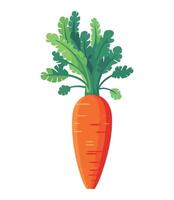 Carrot illustration isolated on white background vector