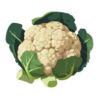 Cauliflower, cauliflower, cauliflower, cauliflower, cauliflower, cauliflower, vector