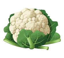 Cauliflower fresh vegetable illustration isolated on white background vector