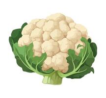 Cauliflower vegetable illustration isolated on white background vector