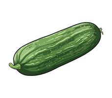 A cucumber is shown on a white background vector