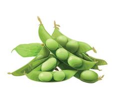 Peas with leaves and green pods on a white background vector