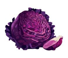 A purple cabbage is shown on a white background vector