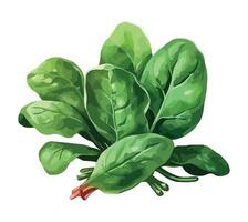 Spinach leaf illustration isolated on white background vector