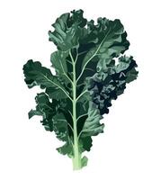 A green leafy vegetable is shown on a white background vector