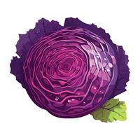 A purple cabbage with leaves on it vector