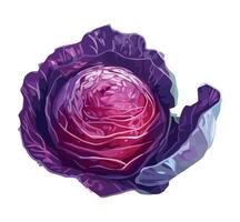 A purple cabbage is shown on a white background vector