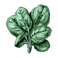 A drawing of a spinach leaf on a white background vector
