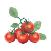 Tomatoes on a branch with leaves illustration vector
