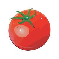 Tomato illustration isolated on white background vector