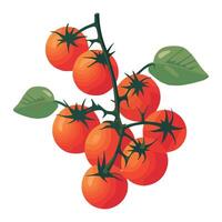 Tomatoes on a branch illustration vector