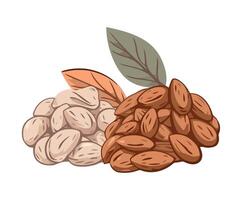 Almonds and nuts with leaves on a white background vector