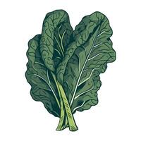 A green leafy vegetable is shown on a white background vector