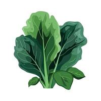 A green leafy vegetable on a white background vector