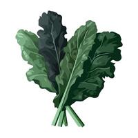 A bunch of kale leaves on a white background vector