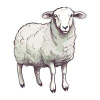 A cartoon sheep standing on a white background vector