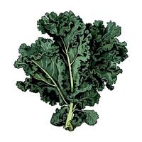 A drawing of a bunch of kale vector