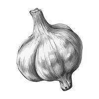 A drawing of a garlic bulb on a white background vector