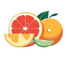 Citrus fruits illustration vector