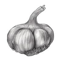 A drawing of a garlic bulb vector