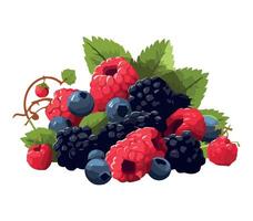 A bunch of berries with leaves on a white background vector
