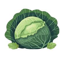 Cabbage, green vegetable, illustration isolated on white background vector
