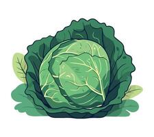 Cabbage vegetable illustration vector