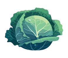 Cabbage, green vegetable, illustration isolated on white background vector