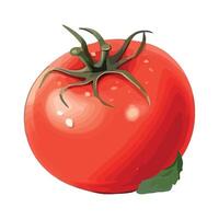 Tomato illustration on white background vector