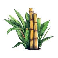 Bamboo plant with leaves and bamboo sticks on a white background vector