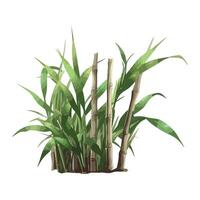 A plant with bamboo stalks on a white background vector