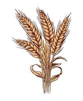 A bunch of wheat on a white background vector