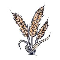 A drawing of wheat on a white background vector