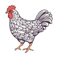 A chicken with a red head and a white body vector