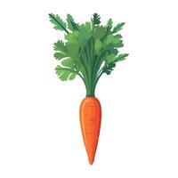 Carrot illustration isolated on white background vector