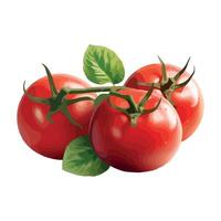 Tomatoes with leaves on a white background vector