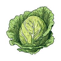 Cabbage, green vegetable illustration isolated on white background vector