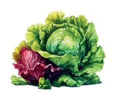 A drawing of a cabbage and a red cabbage vector
