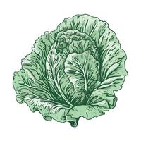 A green cabbage is shown in this illustration vector